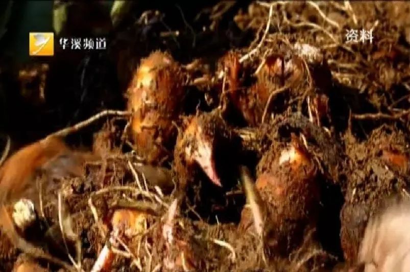 身边永康人：祖祖辈辈扎根做农民——李维哲