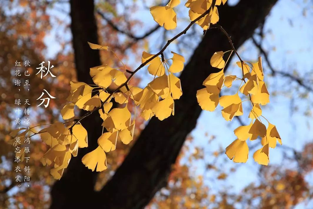 立秋人间最美是清秋,秋分是个浪漫的季节