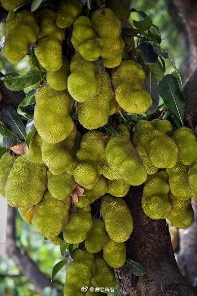 陈晓卿的美食推荐地 (陈晓卿最好吃的美食)