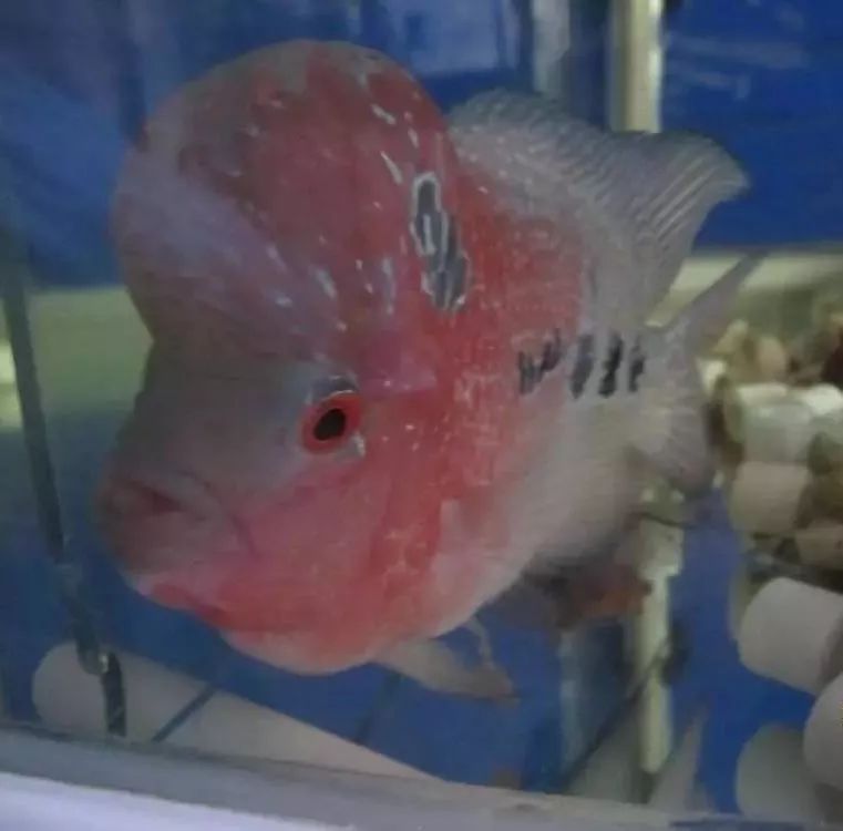 慢性肠炎用中医还是西医治疗好,肠炎食疗最简单方法