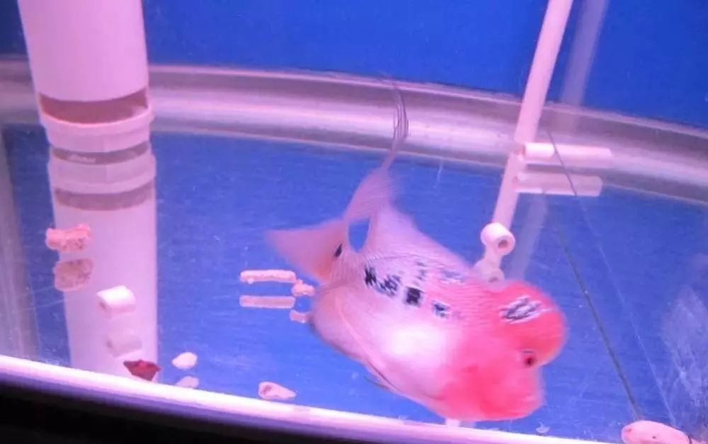 慢性肠炎用中医还是西医治疗好,肠炎食疗最简单方法