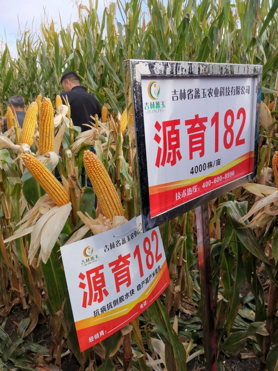 抗性型玉米,抗性最好的玉米品种