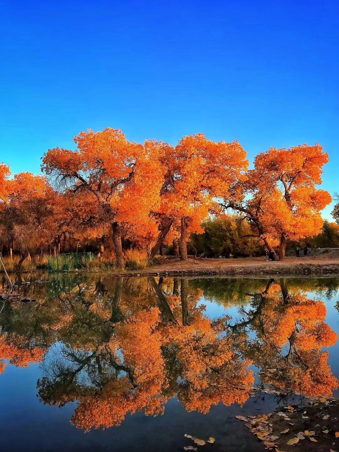 包头去额济纳胡杨林攻略,广州到额济纳胡杨林攻略