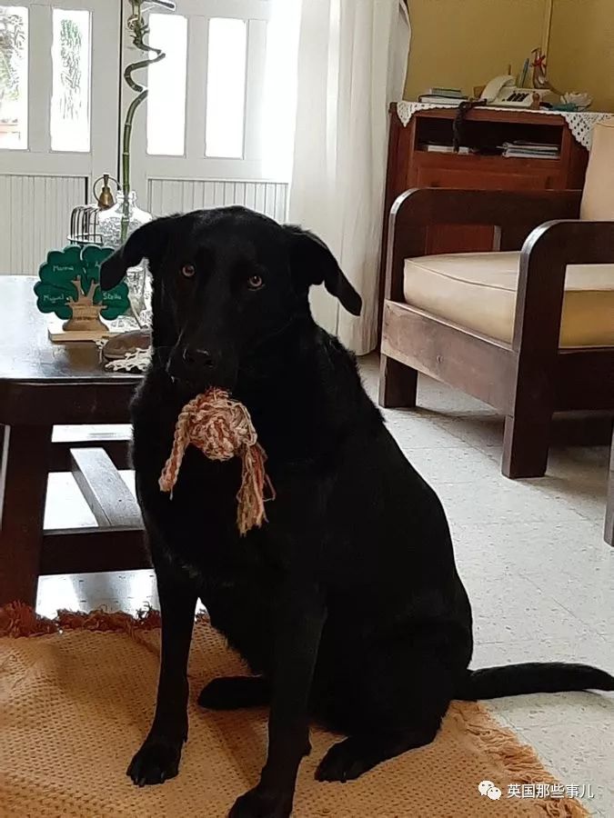 灏忛噾姣涜鍏诲涔呮墠鍙互鍙樻垚澶х嫍,閲戞瘺灏忔椂鍊欓兘鏄偦瀛愬悧