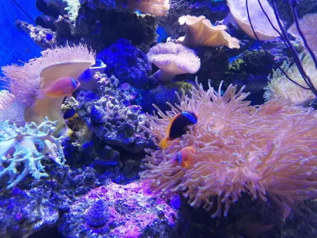 壮丽70年|国庆黄金周，您有一份来自昆明的礼物请查收