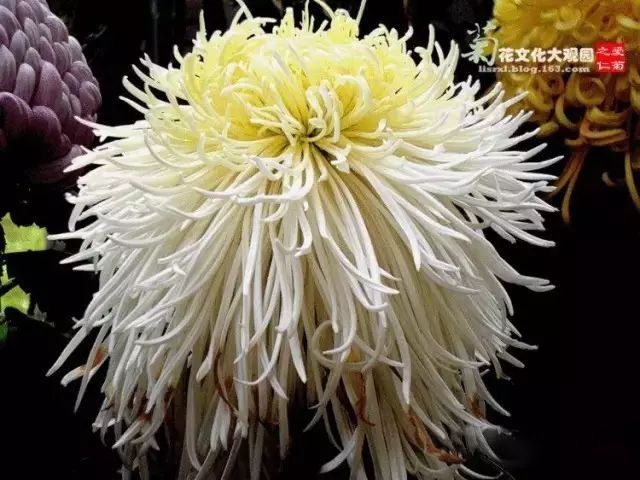 80种最美菊花高清图片,最具欣赏价值的菊花