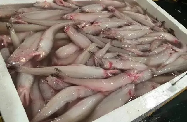 海鲜市场纯天然的7种鱼,水产市场什么鱼可以回家养