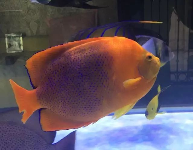 fot多大缸,fot高缸