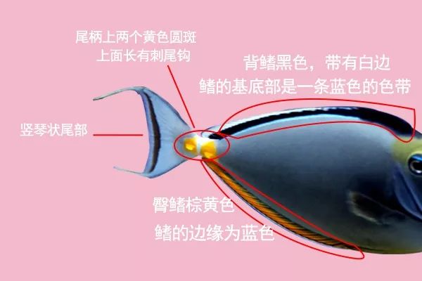 鱼撞脸的搞笑瞬间,鱼撞脸视频大全