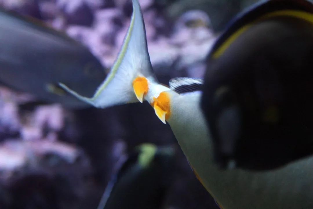 鱼撞脸的搞笑瞬间,鱼撞脸视频大全