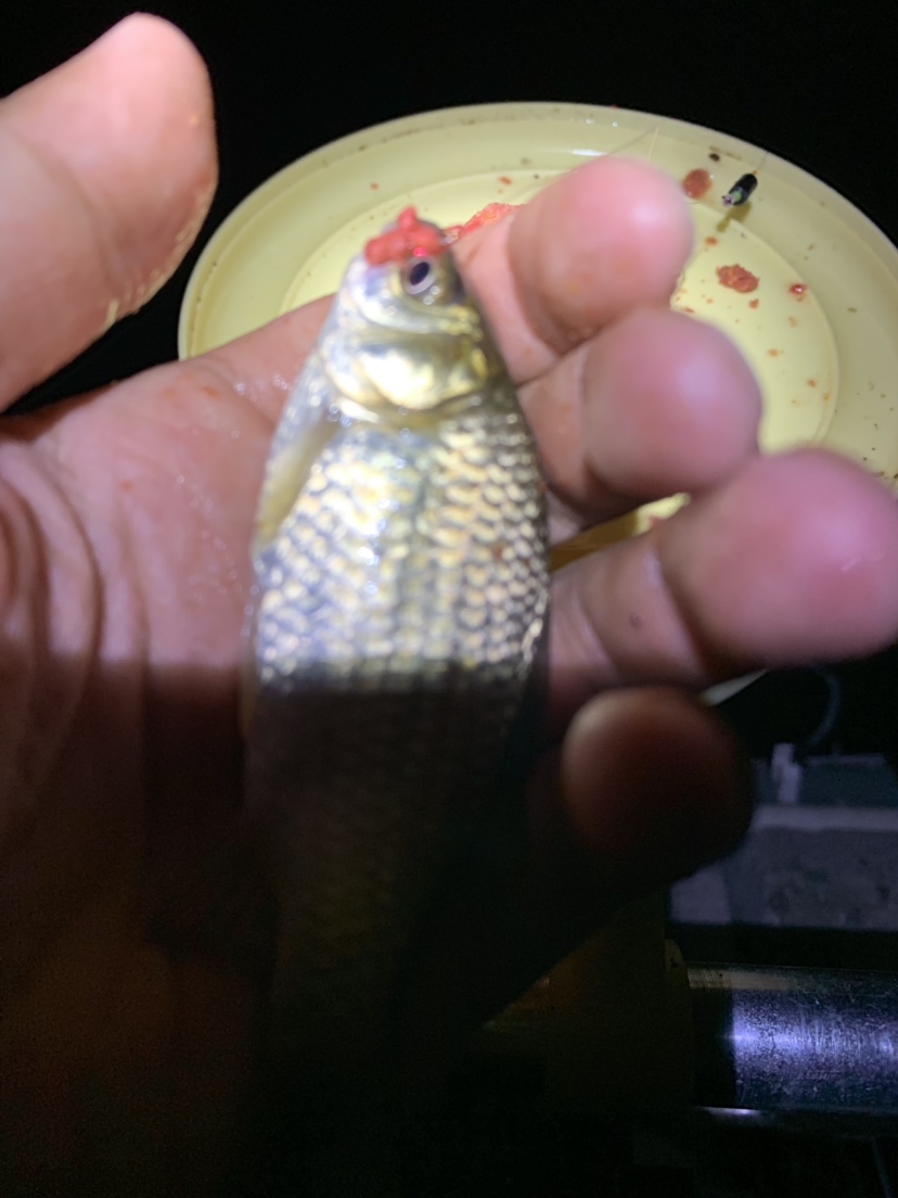 新竿开光有什么讲究,新竿开光爆护