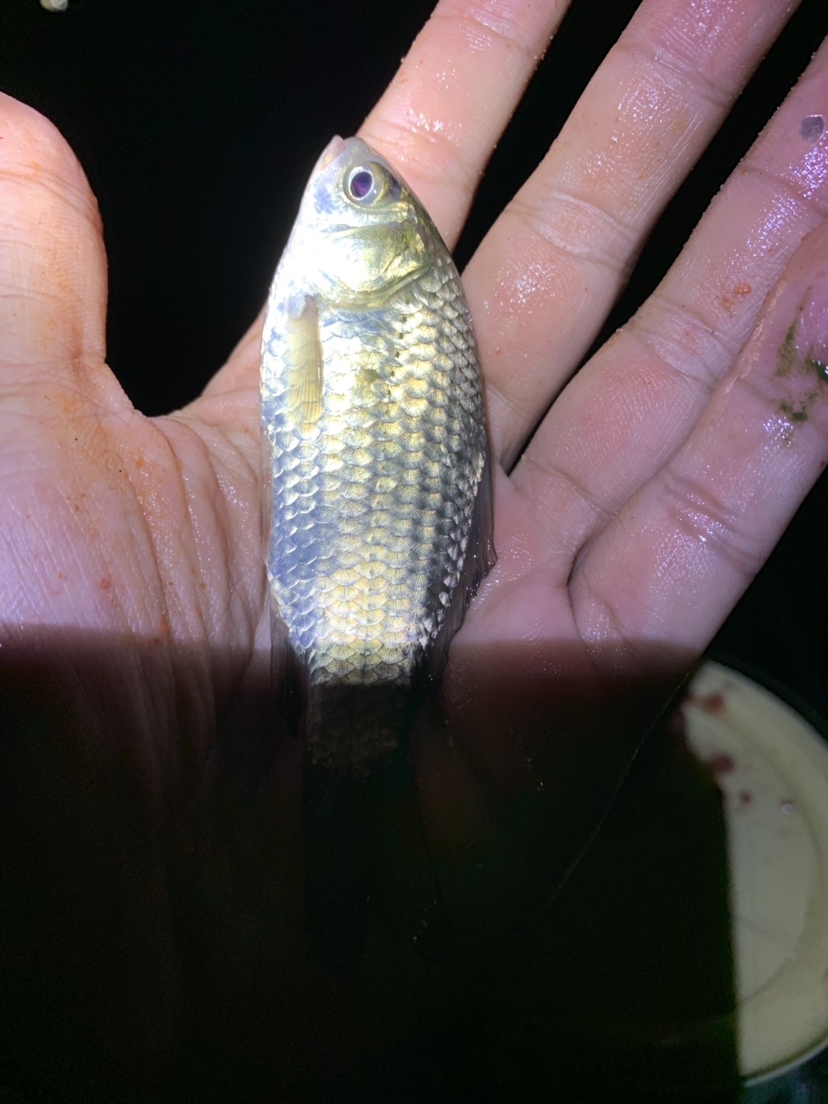 新竿开光有什么讲究,新竿开光爆护