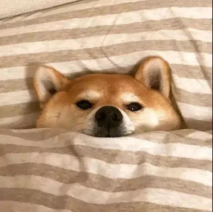 蚕丝被羊毛被鹅绒被哪种被子最好,驼绒被蚕丝被羊毛被谁更保暖