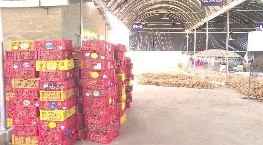 产业转型：石林尼迷的科技有限公司帮助农户做姑娘果产业