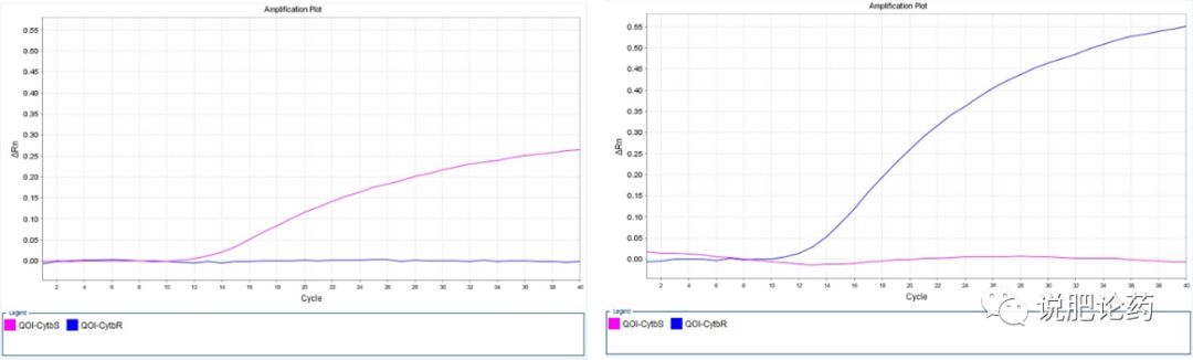 葡萄霜霉的克星,葡萄霜霉菌蛋白功能检测方法