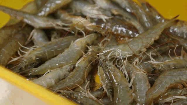 为了变成纯纯的*棍肉**，虾真是操碎了心