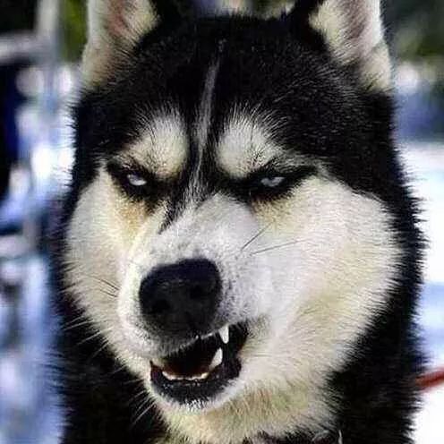 南京麒麟门打狂犬疫苗的地方,南京秦淮区狂犬疫苗在哪里打