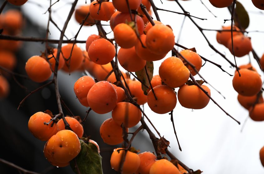 洛阳19家4a级景区免门票,洛阳凭机票所有旅游景点免门票