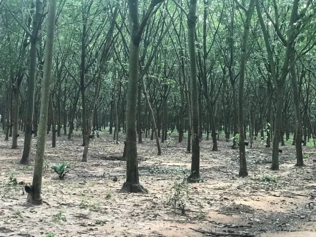 网上卖的几十块乳胶枕是真的,泰国原装进口乳胶枕儿童