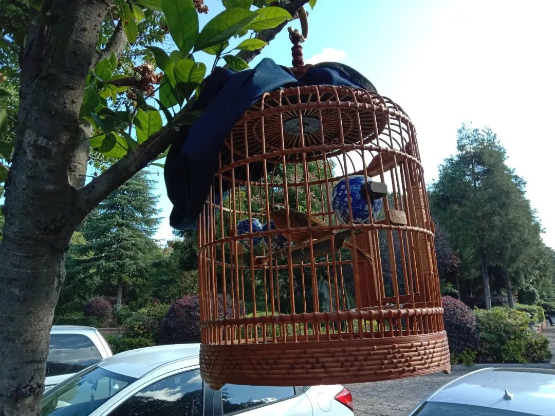 遛鸟、背水、广场舞……丽江人的柔软时光里“暗藏玄机”