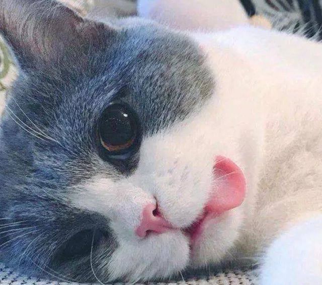 英国留学生代购犯法,留学生做代购犯法不