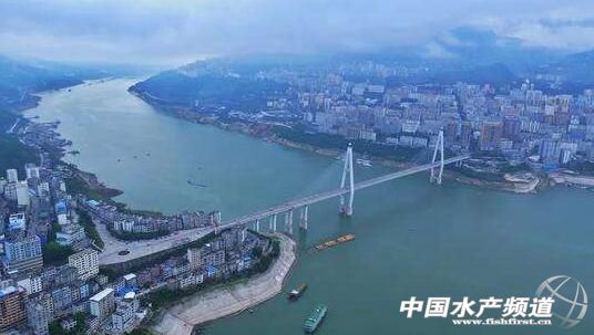 长江无鱼是指什么,现在的长江杂鱼还是长江的鱼吗