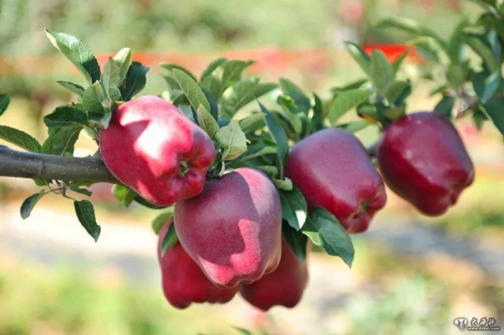 礼县小苹果视频,甘肃礼县苹果现摘现卖