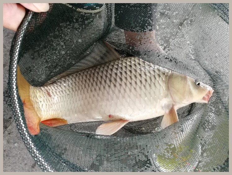 第一天打窝没口第二天还要打窝吗,第一天打窝第二天钓