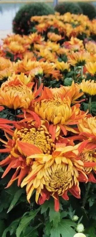 黄石周边一日游网红打卡地,黄石市爬山散步