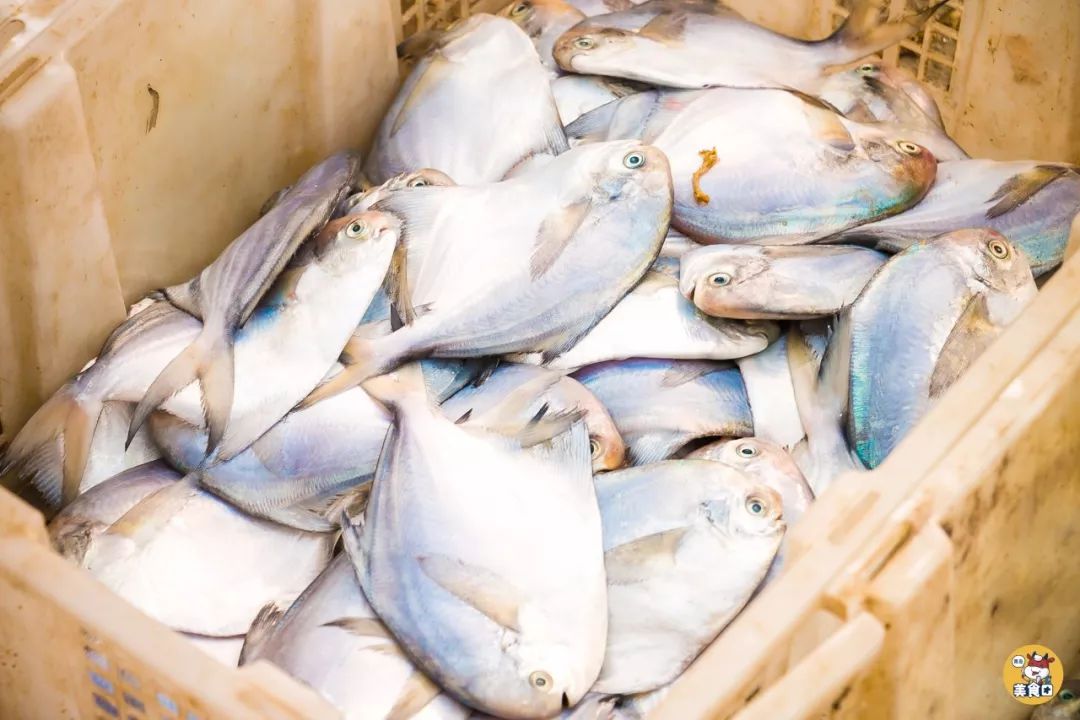 小港码头有蛏子吗,小港码头吃海鲜俱乐部电话