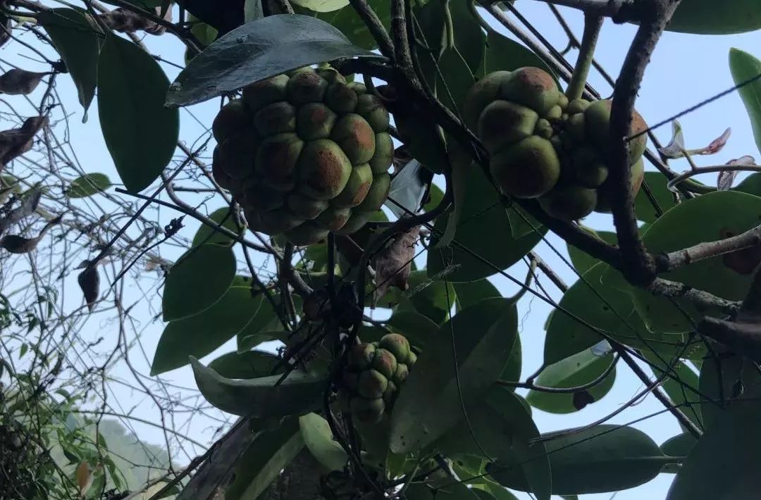 桂林特产野生果,广西桂林冬天山上的野果