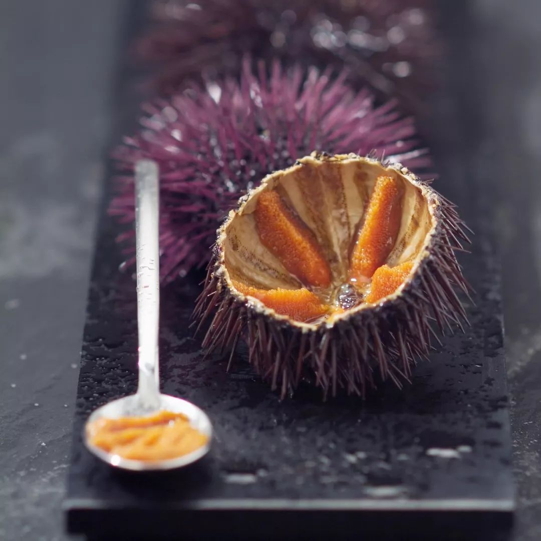 为什么海胆走路要“屁股”朝天