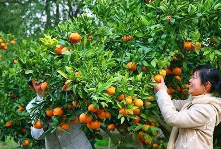 崇明70年代怀旧视频,崇明具有特色的农家乐有哪些