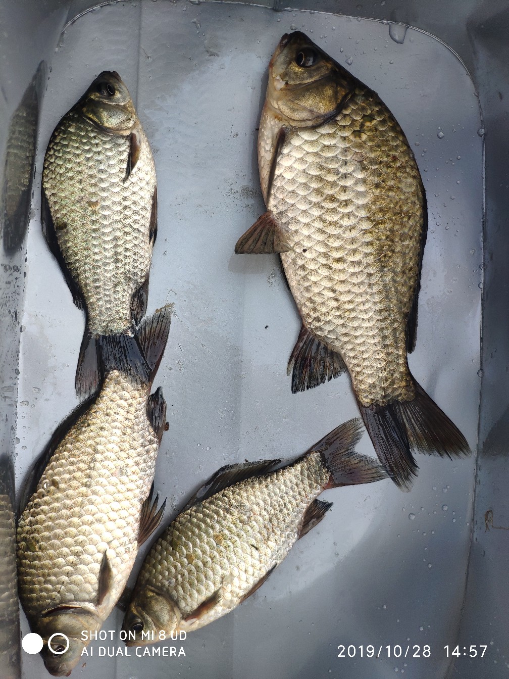 和钓友吃吃喝喝好不好,野钓与钓友