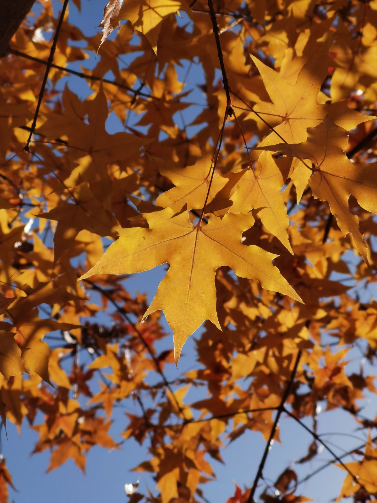 华为mate30pro前摄像头近拍,华为mate30pro前摄像头拍照效果