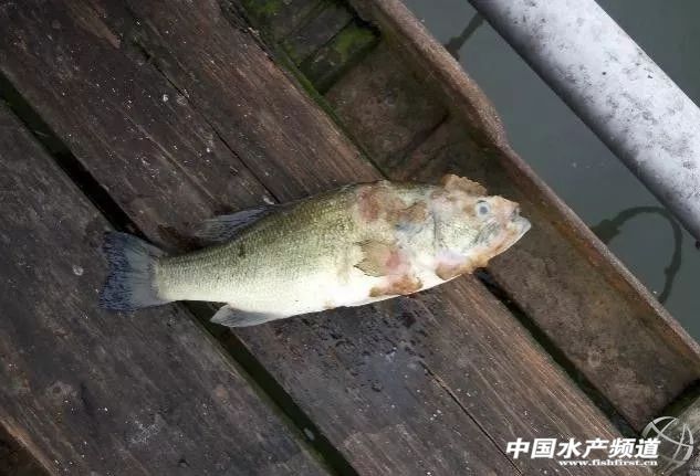 水霉病怎么去预防,预防水霉病最好的办法