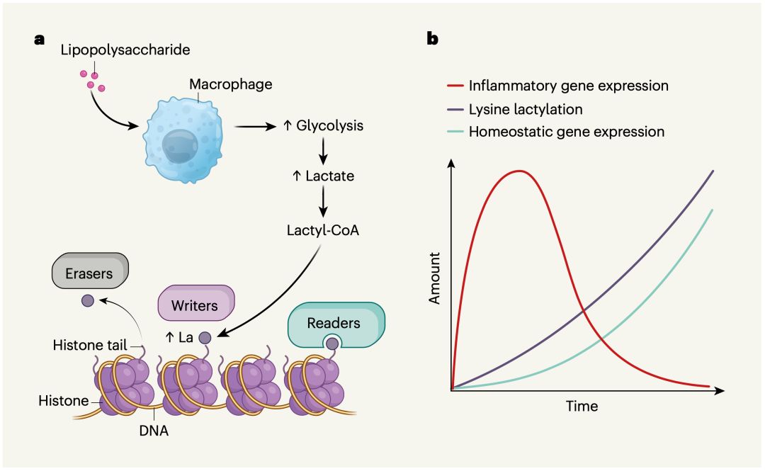 《自然》：破解肿瘤产酸之谜！华人科学家首次发现，肿瘤产生的乳酸或能表观修饰巨噬细胞组蛋白，导致巨噬细胞黑化促癌丨科学大发现