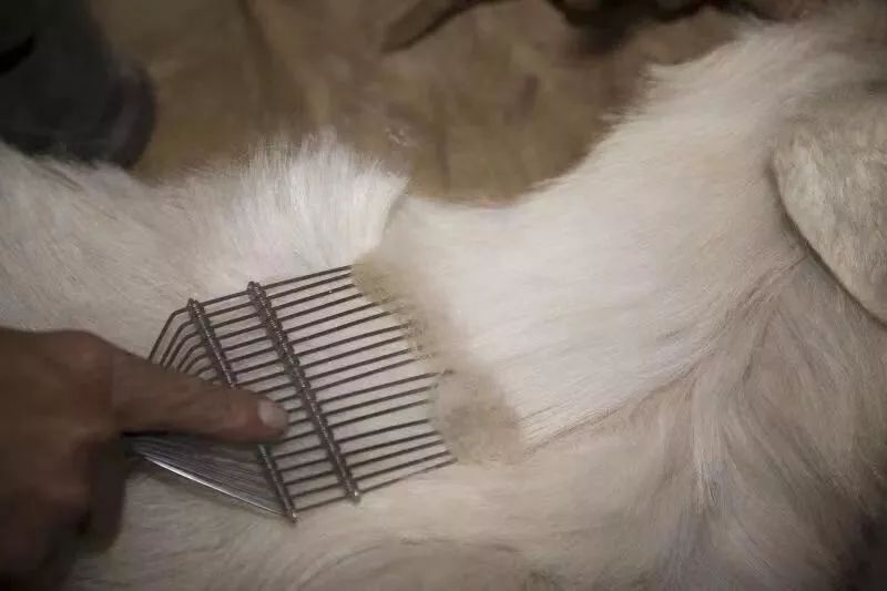 冬季羊绒,冬天羊绒