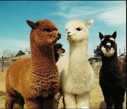 衡水那些事,今日衡水最新头条消息