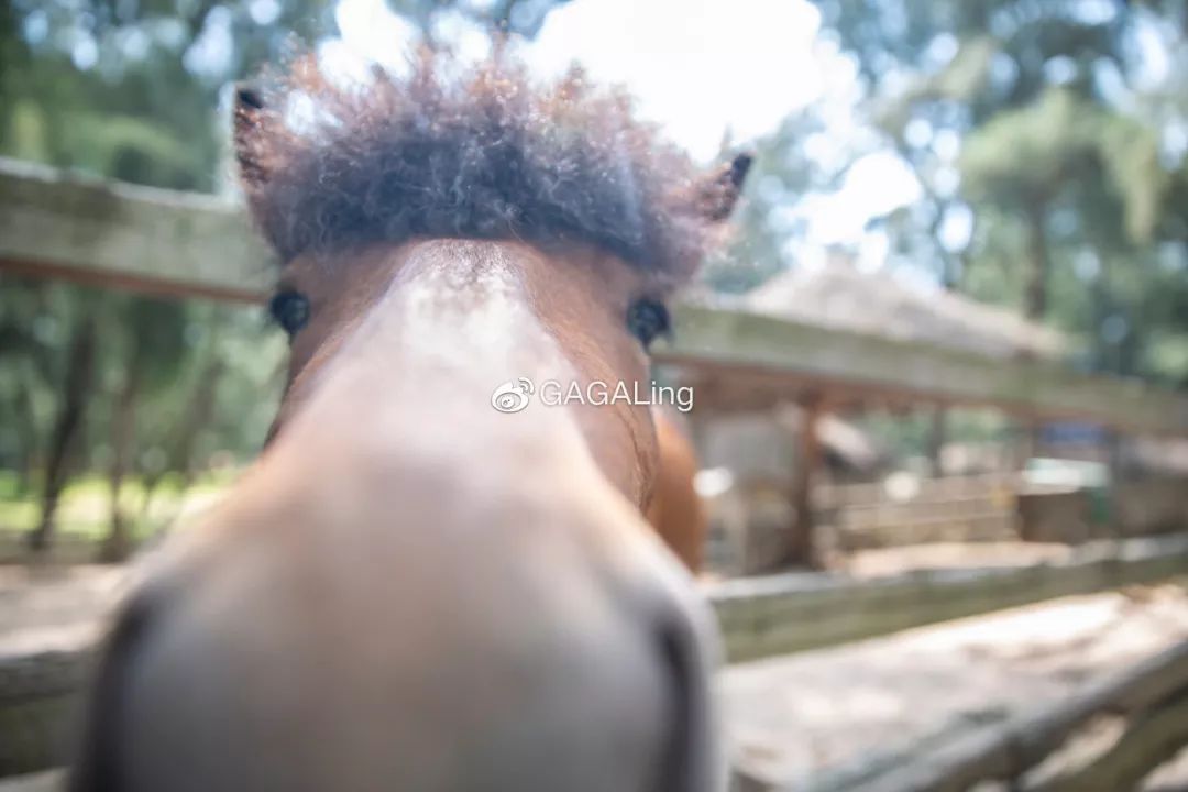 大V推荐|国内少有的黄金沙滩海岸，漳州六鳌游玩必备攻略，拍照小贴士！