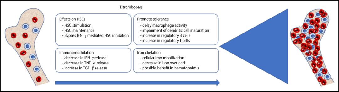 艾曲波帕是如何治血小板减少的,艾曲波帕治疗再障性贫血