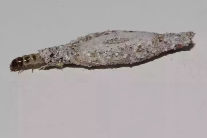 比蟑螂还恶心的的小虫子,专啃衣服,赶紧看看你家有没有!