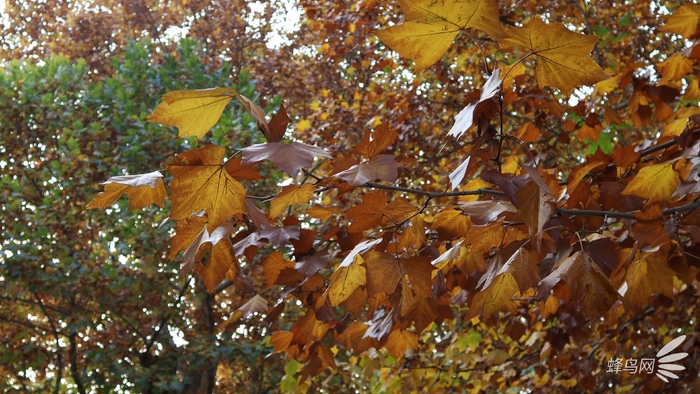 佳能M200入门微单相机eosm200,佳能eosm200值不值得买