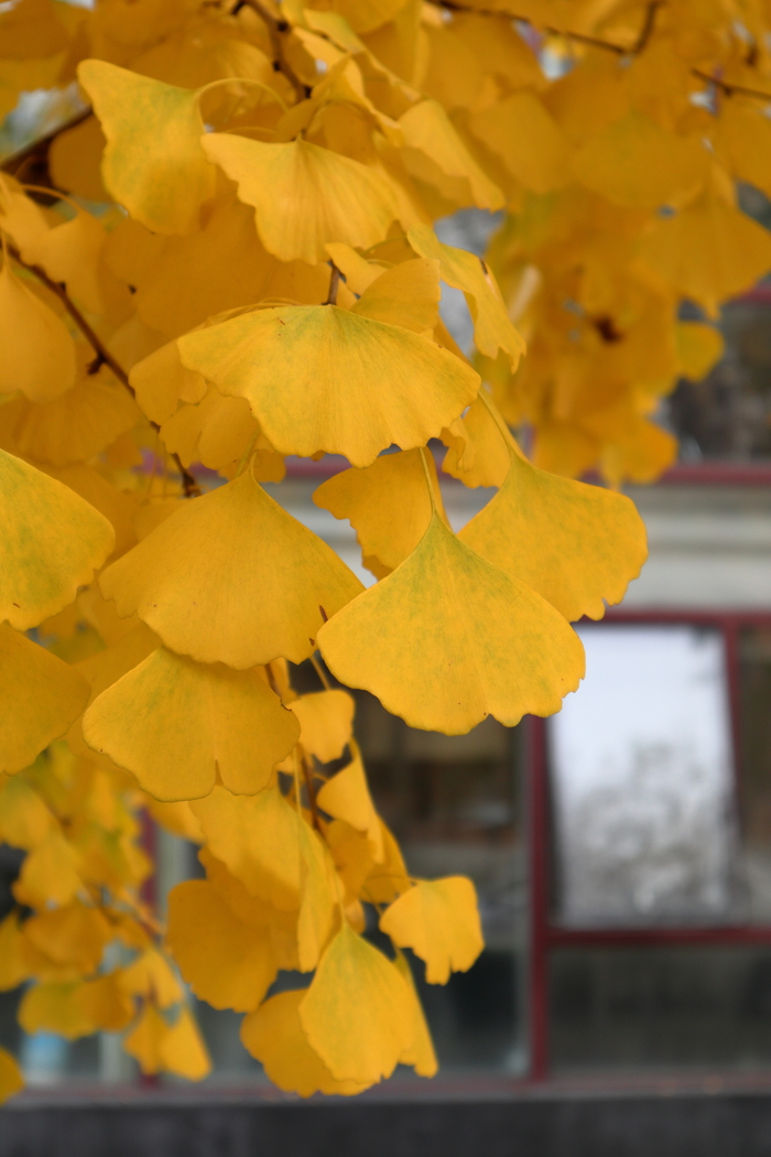 佳能M200入门微单相机eosm200,佳能eosm200值不值得买