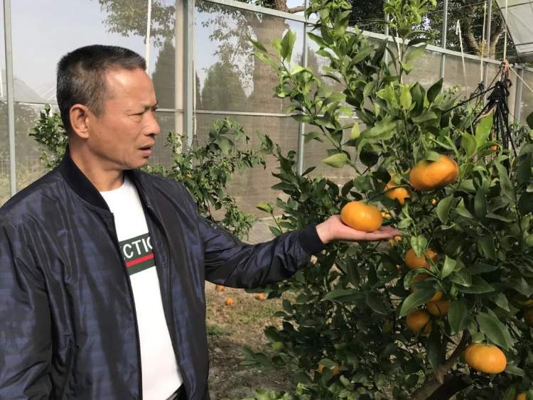 今年崇明的橘子哪里买,崇明岛现在有橘子卖吗