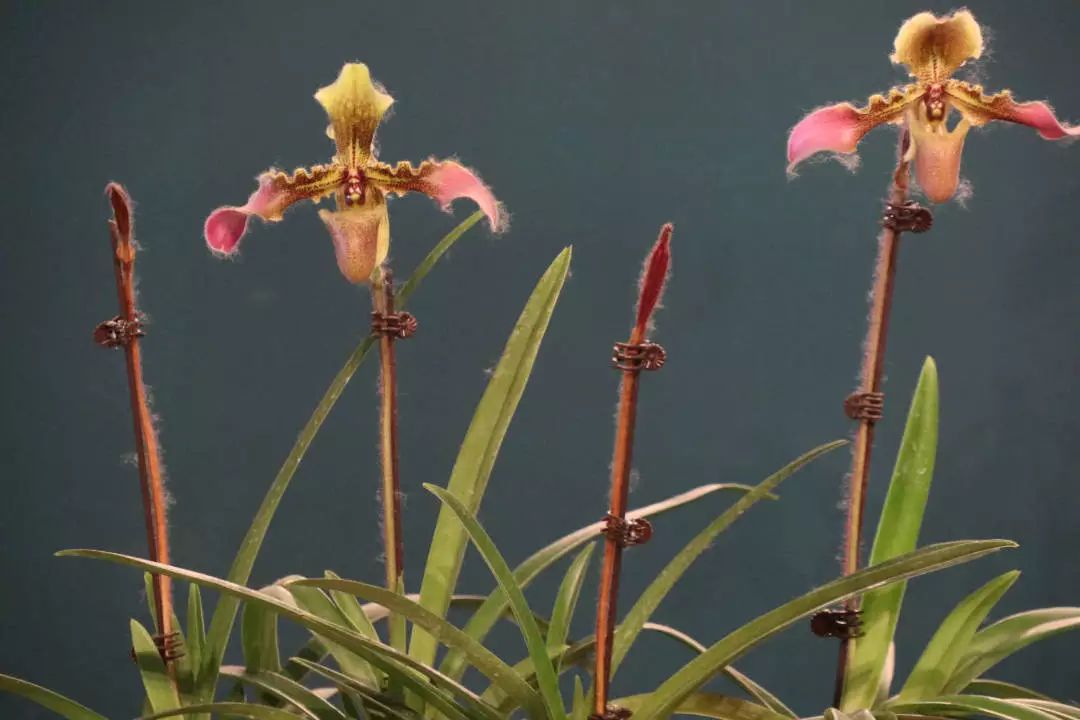 世园藏珍奇|再看中国馆里的兰中“美娇娘”——带叶兜兰