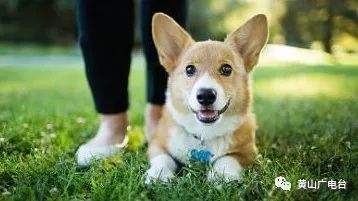 安徽黄山禁养35种犬名单,黄山市养犬管理条例