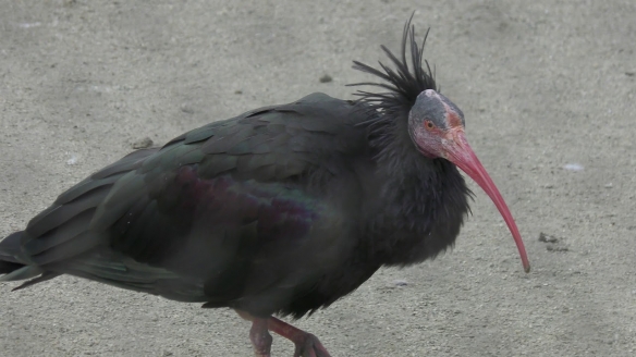 这些奇特生物你们见过吗,这些神奇的生物你都见过么