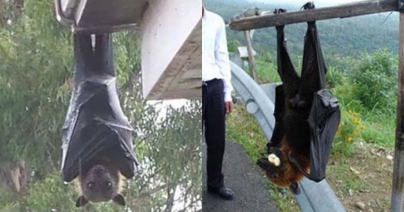 这些奇特生物你们见过吗,这些神奇的生物你都见过么