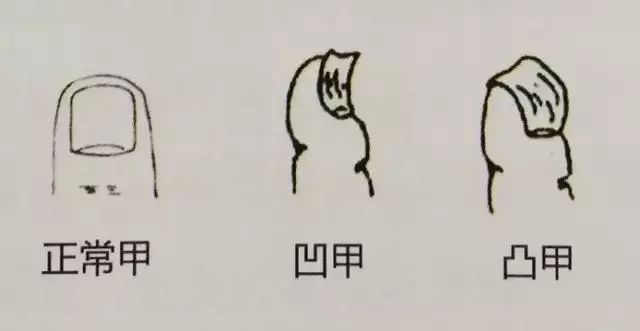 科普指甲怎么来的,关于指甲的科普视频